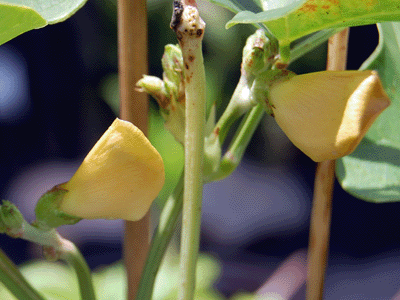 Cowpea Flowers