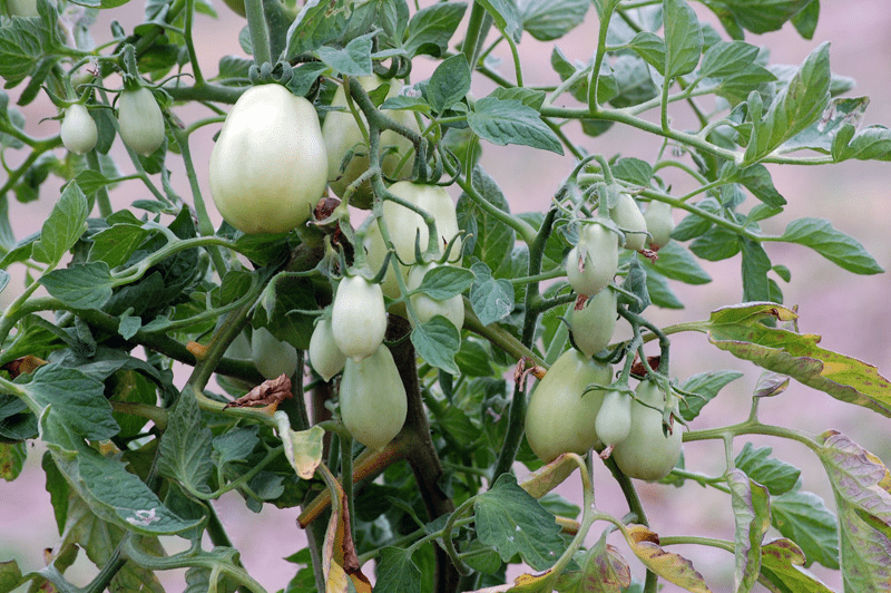 How to Grow Roma Tomatoes for a Fall Harvest Vegetable Garden Blog