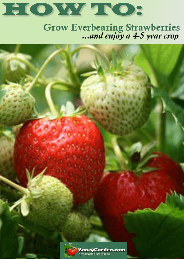 How to Grow Everbearing Strawberries Vegetable Garden Blog