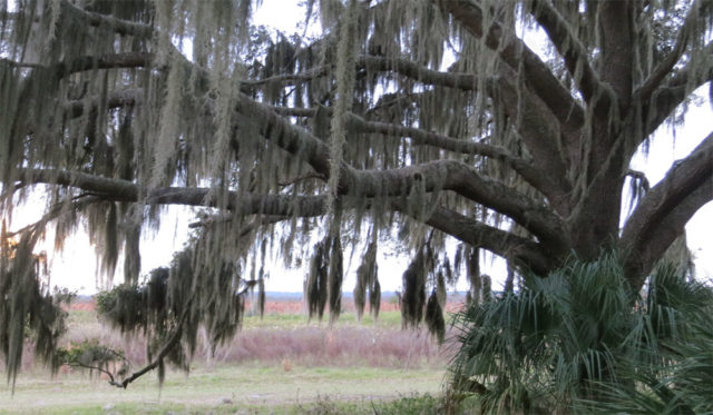 Spanish Moss Tea Benefits