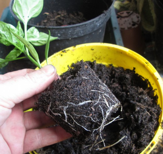 Transplanting Pepper Plants | Vegetable Garden Blog